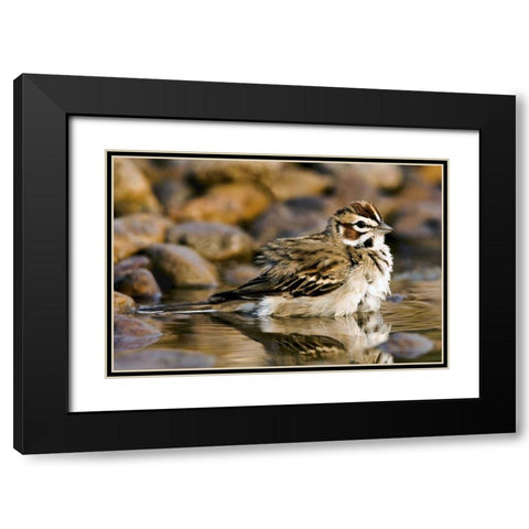 TX, McAllen Lark sparrow bathing in small pond Black Modern Wood Framed Art Print with Double Matting by Welling, Dave