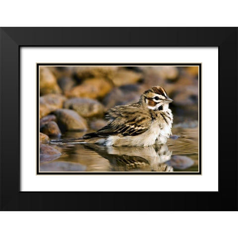 TX, McAllen Lark sparrow bathing in small pond Black Modern Wood Framed Art Print with Double Matting by Welling, Dave
