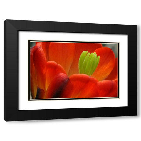 TX, Kimble Co Claret cup cactus blossom Black Modern Wood Framed Art Print with Double Matting by Illg, Cathy and Gordon