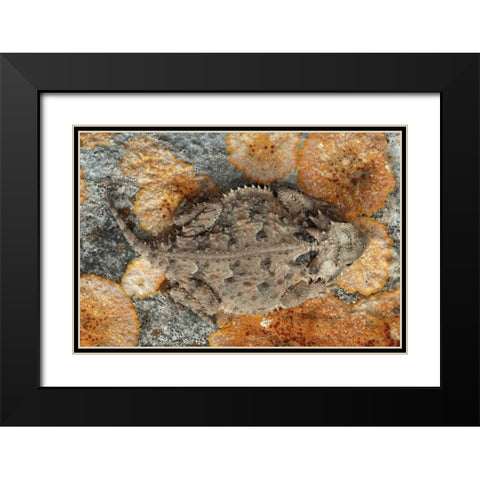 USA, Texas, Kimble County Texas horned lizard Black Modern Wood Framed Art Print with Double Matting by Illg, Cathy and Gordon