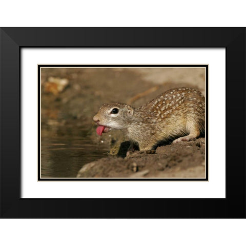 TX, Starr Co, Mexican ground squirrel drinking Black Modern Wood Framed Art Print with Double Matting by Illg, Cathy and Gordon