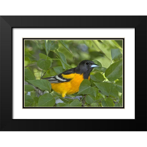 TX, South Padre Isl Portrait of Baltimore oriole Black Modern Wood Framed Art Print with Double Matting by Welling, Dave
