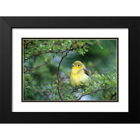 TX, South Padre Island Scarlet tanager on limb Black Modern Wood Framed Art Print with Double Matting by Welling, Dave