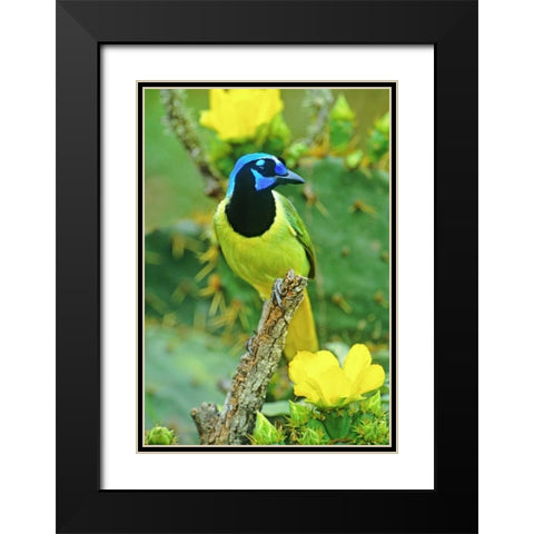 TX, McAllen Green jay among opuntia flowers Black Modern Wood Framed Art Print with Double Matting by Welling, Dave