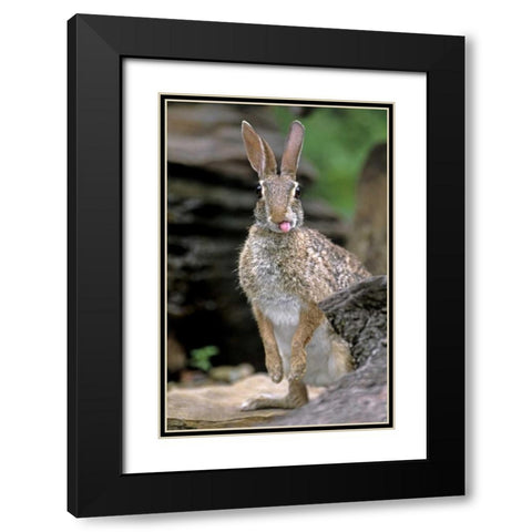 TX, Wild desert cottontail rabbit with tongue out Black Modern Wood Framed Art Print with Double Matting by Welling, Dave