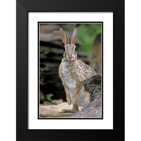 TX, Wild desert cottontail rabbit with tongue out Black Modern Wood Framed Art Print with Double Matting by Welling, Dave