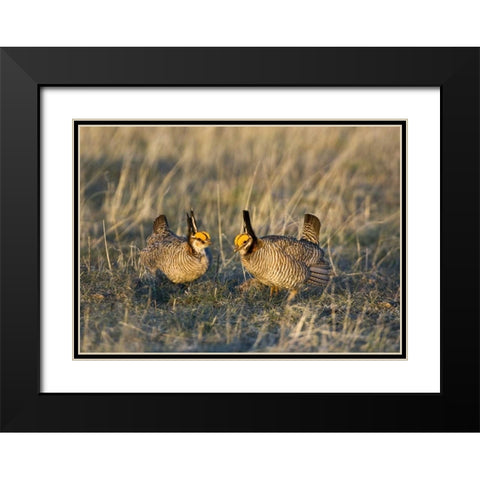 TX, Wild lesser prairie chicken males on lek Black Modern Wood Framed Art Print with Double Matting by Welling, Dave