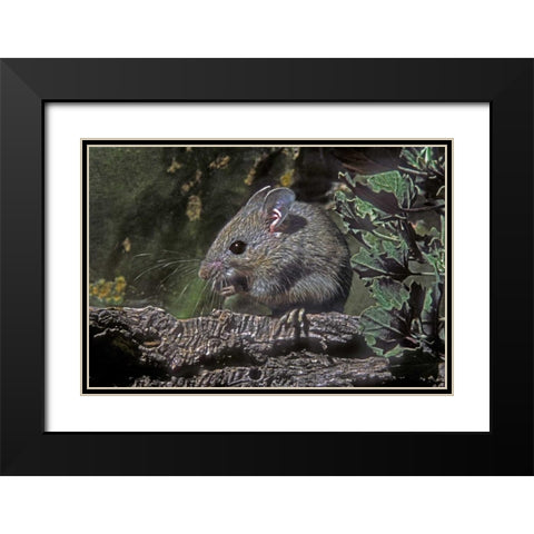 Texas, McAllen Wild deer mouse eating on log Black Modern Wood Framed Art Print with Double Matting by Welling, Dave