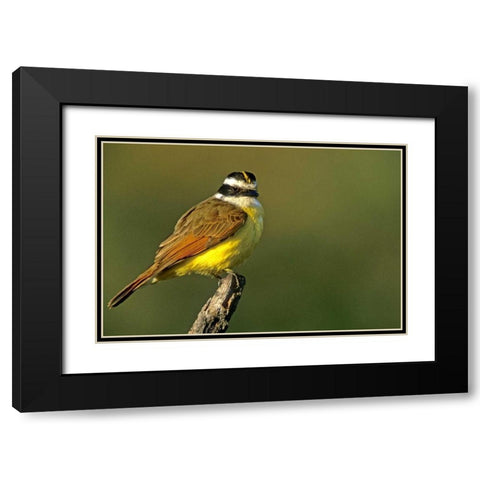 TX, McAllen Greater kiskadee perched on limb Black Modern Wood Framed Art Print with Double Matting by Welling, Dave
