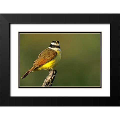 TX, McAllen Greater kiskadee perched on limb Black Modern Wood Framed Art Print with Double Matting by Welling, Dave