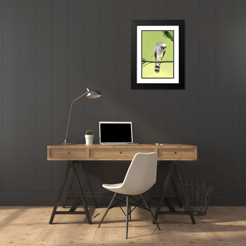 TX, McAllen Wild Coopers hawk with head inverted Black Modern Wood Framed Art Print with Double Matting by Welling, Dave