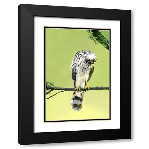 TX, McAllen Wild Coopers hawk with head inverted Black Modern Wood Framed Art Print with Double Matting by Welling, Dave