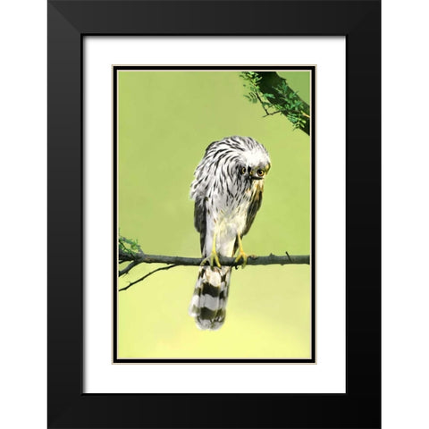 TX, McAllen Wild Coopers hawk with head inverted Black Modern Wood Framed Art Print with Double Matting by Welling, Dave