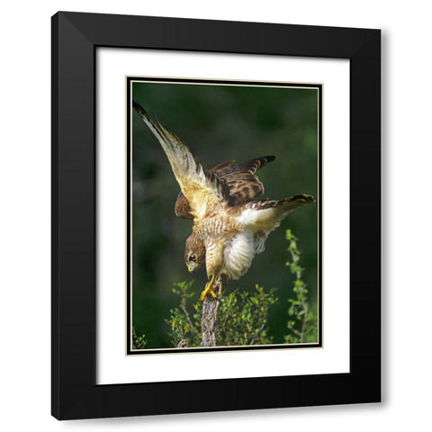 TX, McAllen Wild red-shouldered hawk stretching Black Modern Wood Framed Art Print with Double Matting by Welling, Dave