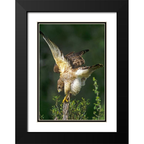 TX, McAllen Wild red-shouldered hawk stretching Black Modern Wood Framed Art Print with Double Matting by Welling, Dave