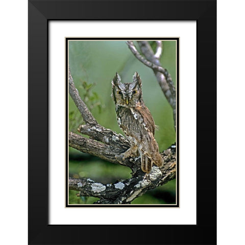 TX, McAllen Eastern screech owl perched Black Modern Wood Framed Art Print with Double Matting by Welling, Dave