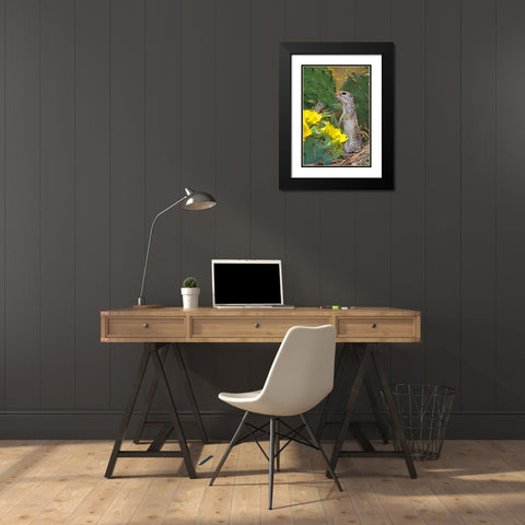 TX, McAllen Mexican ground squirrel by flowers Black Modern Wood Framed Art Print with Double Matting by Welling, Dave