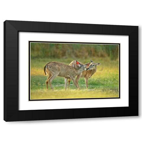 TX, McAllen Wild whitetail deer pair at a pond Black Modern Wood Framed Art Print with Double Matting by Welling, Dave