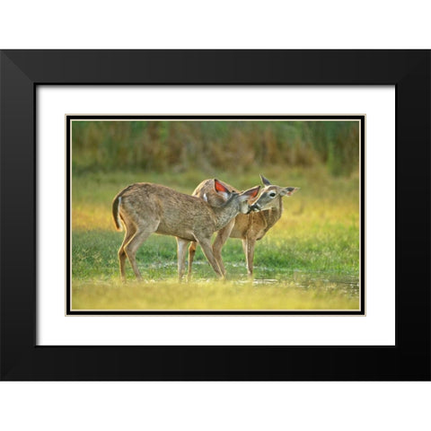 TX, McAllen Wild whitetail deer pair at a pond Black Modern Wood Framed Art Print with Double Matting by Welling, Dave