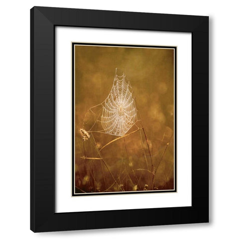 TX, Rio Grande Valley Backlit spider web Black Modern Wood Framed Art Print with Double Matting by Welling, Dave