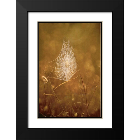 TX, Rio Grande Valley Backlit spider web Black Modern Wood Framed Art Print with Double Matting by Welling, Dave