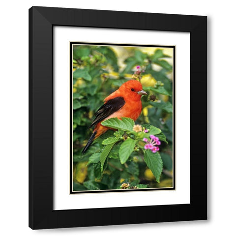 TX, South Padre Isl Scarlet tanager on lantana Black Modern Wood Framed Art Print with Double Matting by Welling, Dave