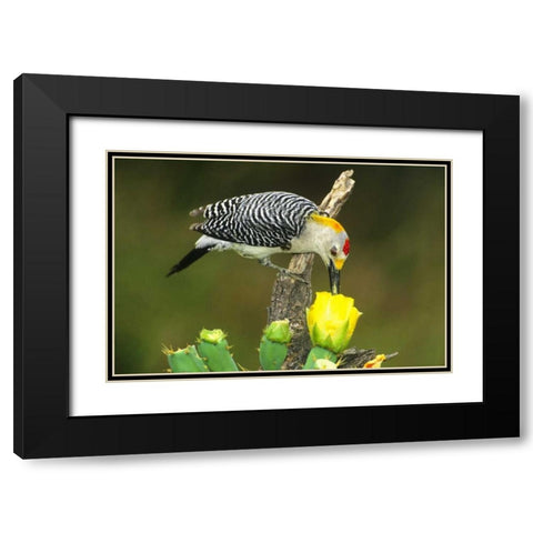 TX, McAllen Male gold-fronted woodpecker eats Black Modern Wood Framed Art Print with Double Matting by Welling, Dave