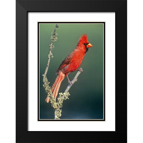 TX, McAllen Cardinal on lichen-covered branch Black Modern Wood Framed Art Print with Double Matting by Welling, Dave