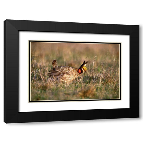 TX, Canadian Lesser prairie chicken male at lek Black Modern Wood Framed Art Print with Double Matting by Welling, Dave