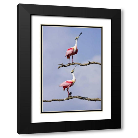TX, High Island, Roseate spoonbill pair Black Modern Wood Framed Art Print with Double Matting by Lord, Fred