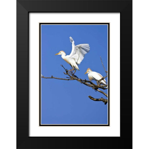 TX, High Island, Cattle egret pair in rookery Black Modern Wood Framed Art Print with Double Matting by Lord, Fred