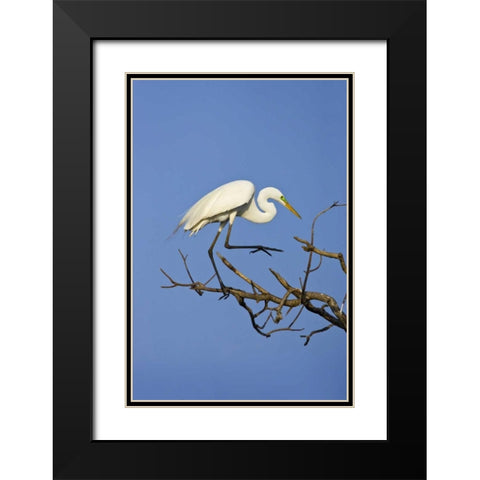 TX, High Island Great egret in breeding plumage Black Modern Wood Framed Art Print with Double Matting by Lord, Fred