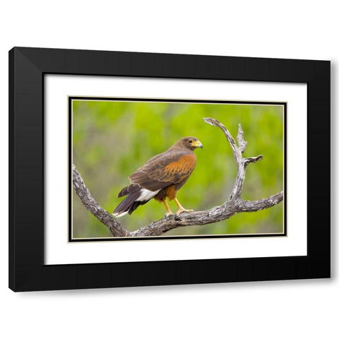 TX, Mission Harris hawk on branch Black Modern Wood Framed Art Print with Double Matting by Lord, Fred