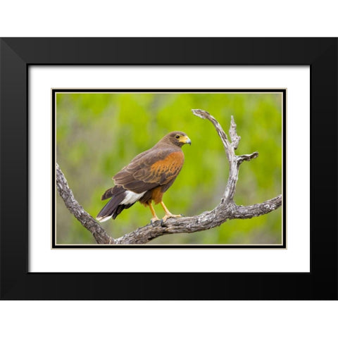 TX, Mission Harris hawk on branch Black Modern Wood Framed Art Print with Double Matting by Lord, Fred