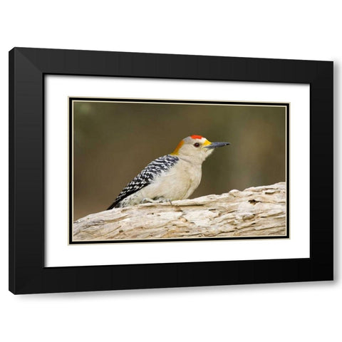 TX, Mission, Golden-fronted woodpecker on log Black Modern Wood Framed Art Print with Double Matting by Lord, Fred