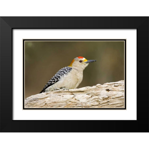 TX, Mission, Golden-fronted woodpecker on log Black Modern Wood Framed Art Print with Double Matting by Lord, Fred