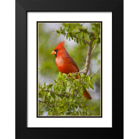 Texas, Mission, Northern cardinal perched in tree Black Modern Wood Framed Art Print with Double Matting by Lord, Fred