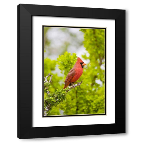 TX, Mission Northern cardinal perched in tree Black Modern Wood Framed Art Print with Double Matting by Lord, Fred