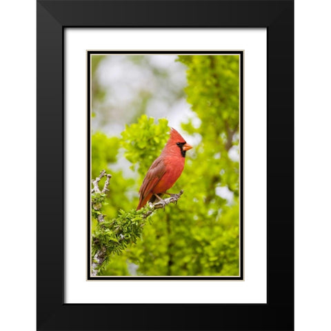 TX, Mission Northern cardinal perched in tree Black Modern Wood Framed Art Print with Double Matting by Lord, Fred