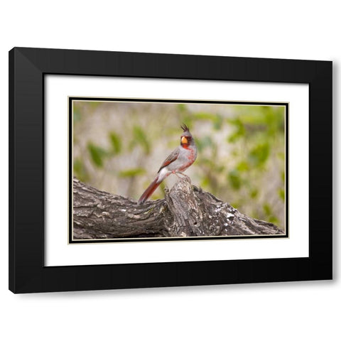 TX, Mission, Male pyrrhuloxia bird on log Black Modern Wood Framed Art Print with Double Matting by Lord, Fred