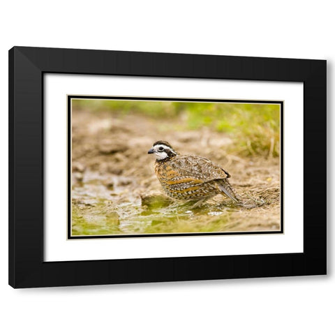 TX, Mission, Male northern bobwhite Black Modern Wood Framed Art Print with Double Matting by Lord, Fred
