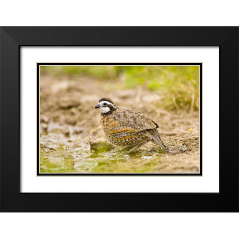 TX, Mission, Male northern bobwhite Black Modern Wood Framed Art Print with Double Matting by Lord, Fred