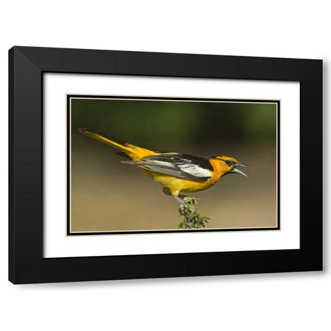 TX Bullocks oriole male in breeding plumage Black Modern Wood Framed Art Print with Double Matting by Welling, Dave