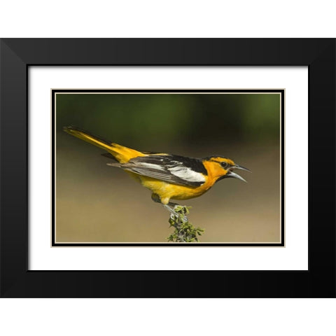 TX Bullocks oriole male in breeding plumage Black Modern Wood Framed Art Print with Double Matting by Welling, Dave