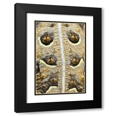 Texas, Rio Grande Valley Back of horned lizard Black Modern Wood Framed Art Print with Double Matting by Welling, Dave