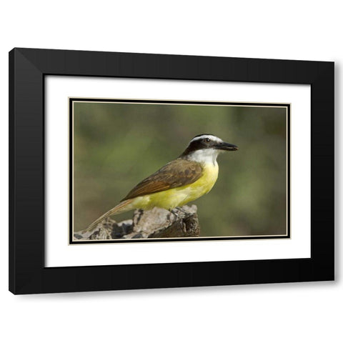 TX, Great kiskadee holding insect in its beak Black Modern Wood Framed Art Print with Double Matting by Welling, Dave