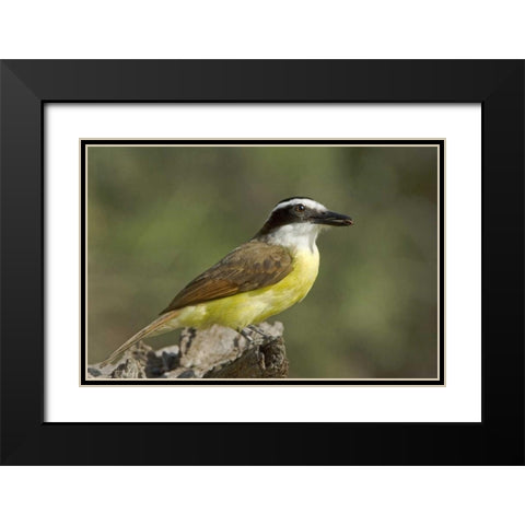 TX, Great kiskadee holding insect in its beak Black Modern Wood Framed Art Print with Double Matting by Welling, Dave