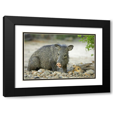 TX, Rio Grande Valley Javelinas amid rocks Black Modern Wood Framed Art Print with Double Matting by Welling, Dave