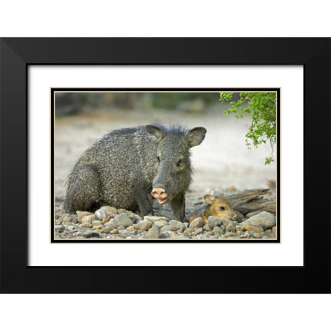 TX, Rio Grande Valley Javelinas amid rocks Black Modern Wood Framed Art Print with Double Matting by Welling, Dave