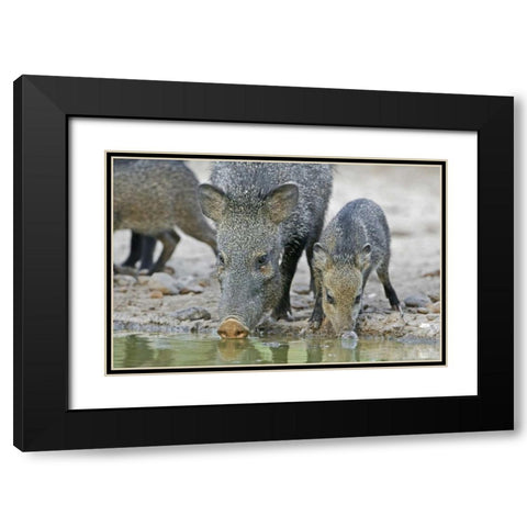 TX, Javelina adult and juvenile drinking at water Black Modern Wood Framed Art Print with Double Matting by Welling, Dave